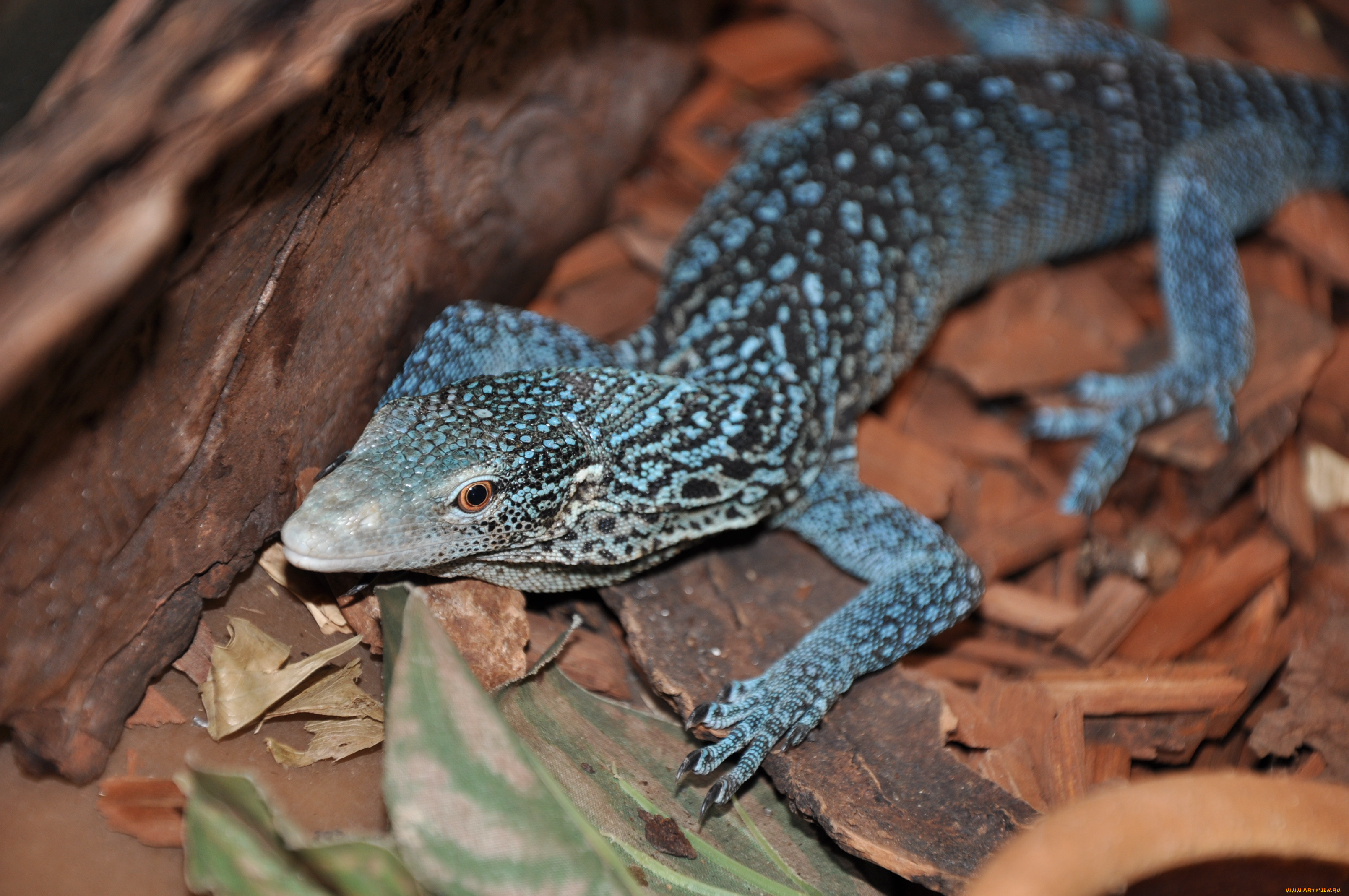 blue, spotted, tree, monitor, , , , , , 